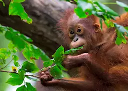 Baby orangutan at the Sanctuary