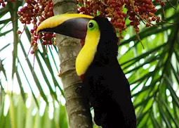Chestnut-mandibled Toucan, Costa Rica