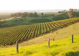 Vineyard Australia